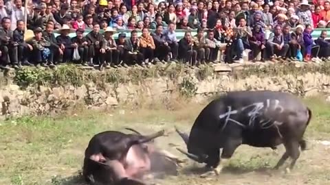 Short videos Buffalo fight