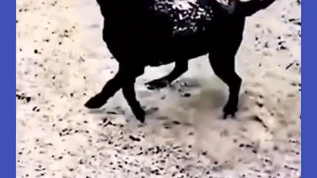 Tyr not to laugh funny animals