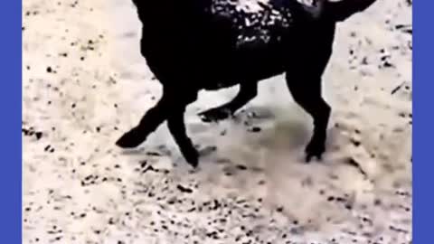 Tyr not to laugh funny animals