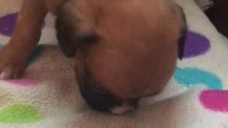 Phoenix Ridge Boxer Puppies 3