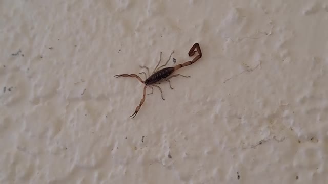 Scorpion on My Wall