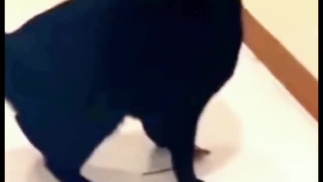 Cats is confused