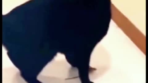 Cats is confused