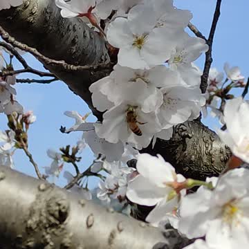 Bamble bee vs Sakura flowers
