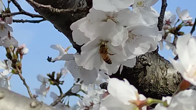 Bamble bee vs Sakura flowers