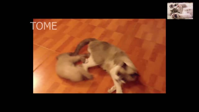 CUTE CATS PLAYING WITH HER MOTHER