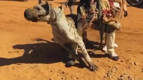 Poor hyena taken out of the wild and caged