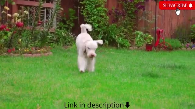 DOG TRAINING TECHNOLOGY