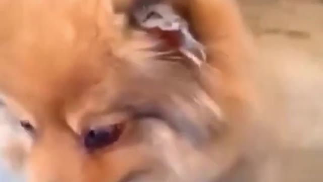 Funny Dogs - Try Not to Laugh While Watching These Funny Dogs - Best Funny Dog Videos 😂 #shorts