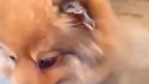 Funny Dogs - Try Not to Laugh While Watching These Funny Dogs - Best Funny Dog Videos 😂 #shorts