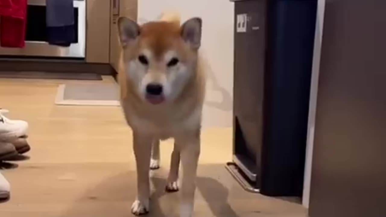 Dog Owner ABUSES his Shiba Inu #cat #cute #kitten #pets #dog