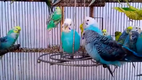 Beautiful Birds Playing