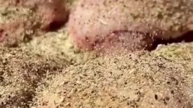 Juiciest Lemon Pepper Chicken Keto Recipe For Weight Loss