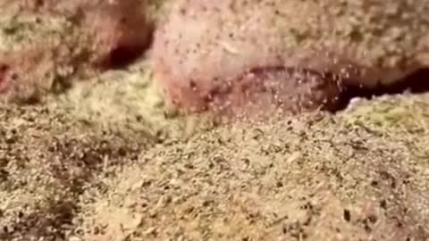 Juiciest Lemon Pepper Chicken Keto Recipe For Weight Loss