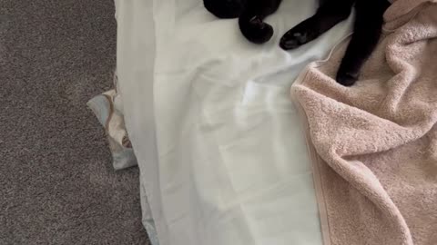 Precious Piper, Our Funny Adopted Cat, Hiding Under Towel and Pillow #shorts