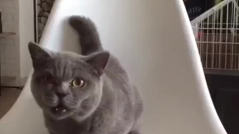 A cat playing games.