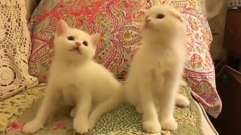 OMG So Cute Cats ❤ Best funny cat videos 2023.