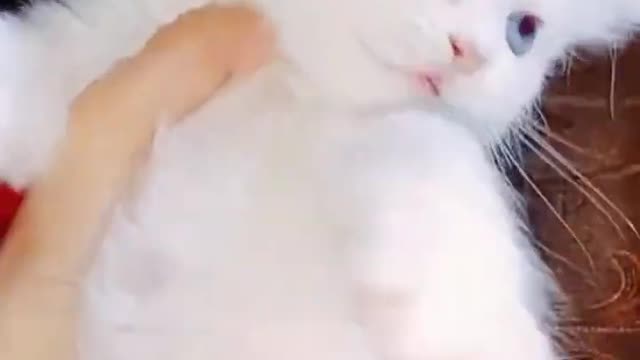 cute cat ,from tiktok @crazycat502 #shorts