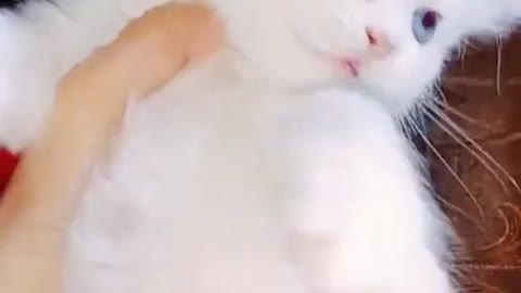 cute cat ,from tiktok @crazycat502 #shorts