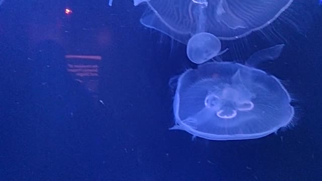 group-of-jellyfish-swimming-underwater