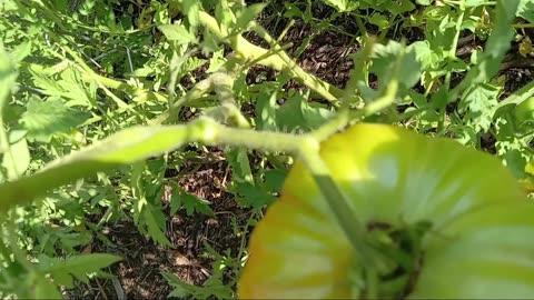 Tomato Harvest