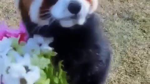 Red panda giving flowers.