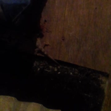 a largatixa na parede pegando barata pt3