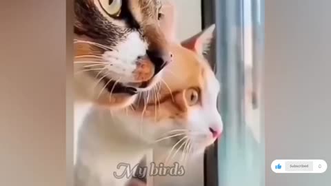 Funny Animal Videos make you Unable To Stop Laughing