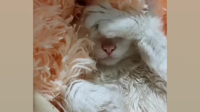 Cool cat