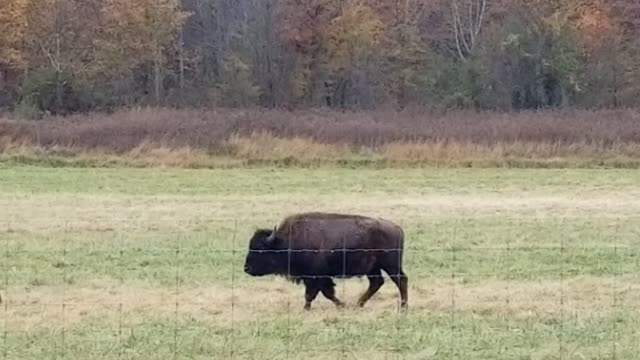 Bison YES they still exist 🤫😉