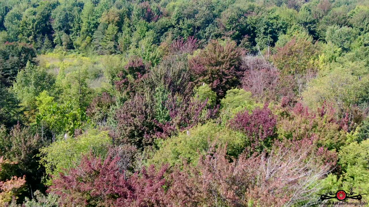 Early Fall! Drone Finds Trees Turning Colors In Aug!