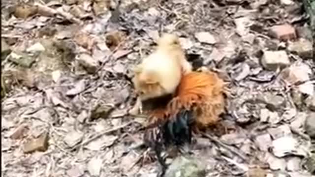 Chicken VS Dog | Funny Dog Videos |