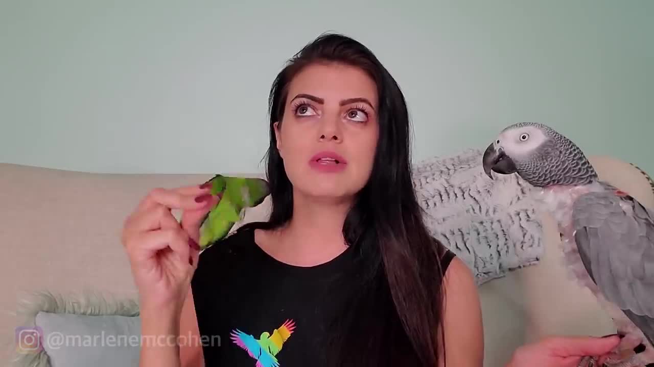 Is your parrot loud..?