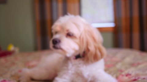 Watch This Beautiful Puppy Sitting At Home - Joyful Moments!