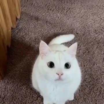 🤣🤣🤣 Cute kitten shaking his hot head 🤣🤣🤣