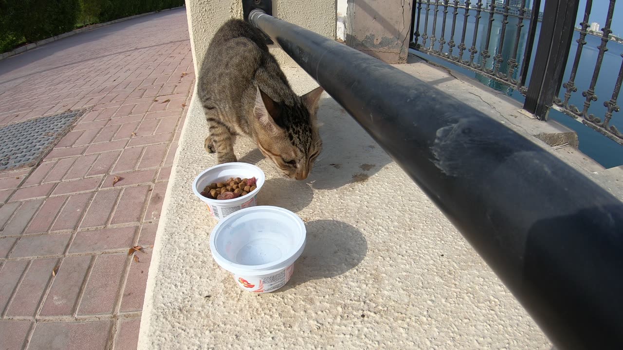 MICHAEL JACKSON - Homeless cat in Ras Al Khaimah, UAE #cat #cats #MichaelJackson #emirates #ae #UAE