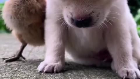 Cute cat feeling asleep with little chick