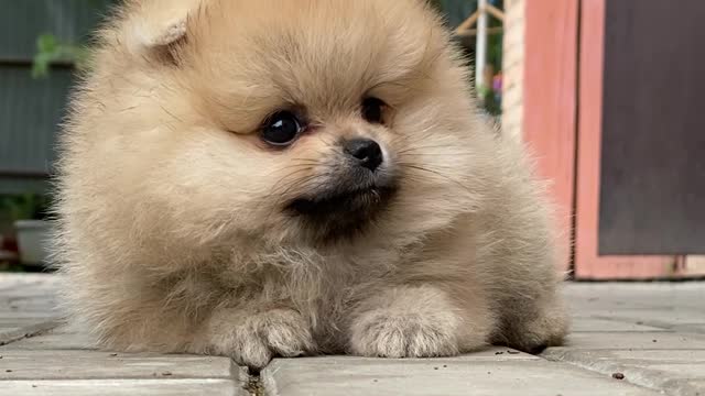 A CUTE LITTLE PUPPY LAYING ON THE GOUND. HOW I WISH I CAN OWN ONE LIKE THIS