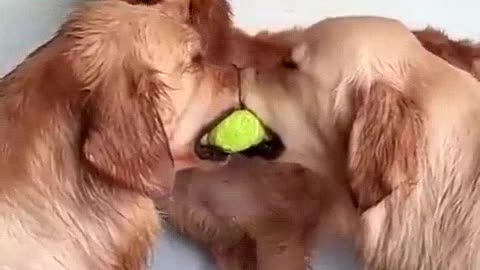 The great stand off.. 😅