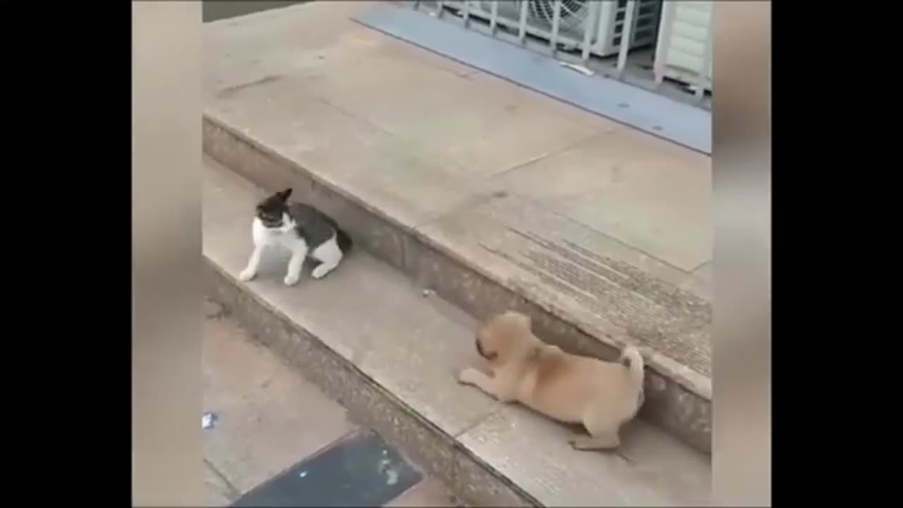 cat vs dog