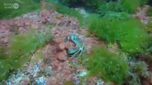 first dance under water. romantic diving diving