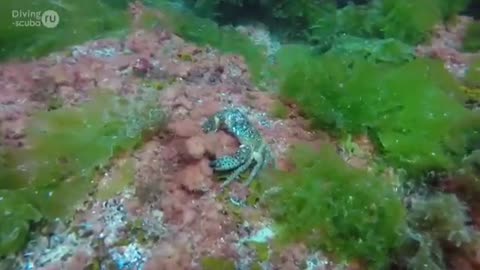 first dance under water. romantic diving diving