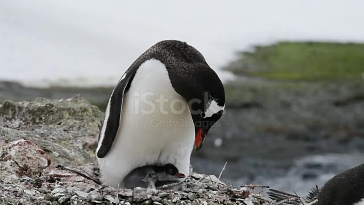 Adelie Penguin with chicks on the nest in Antarctica