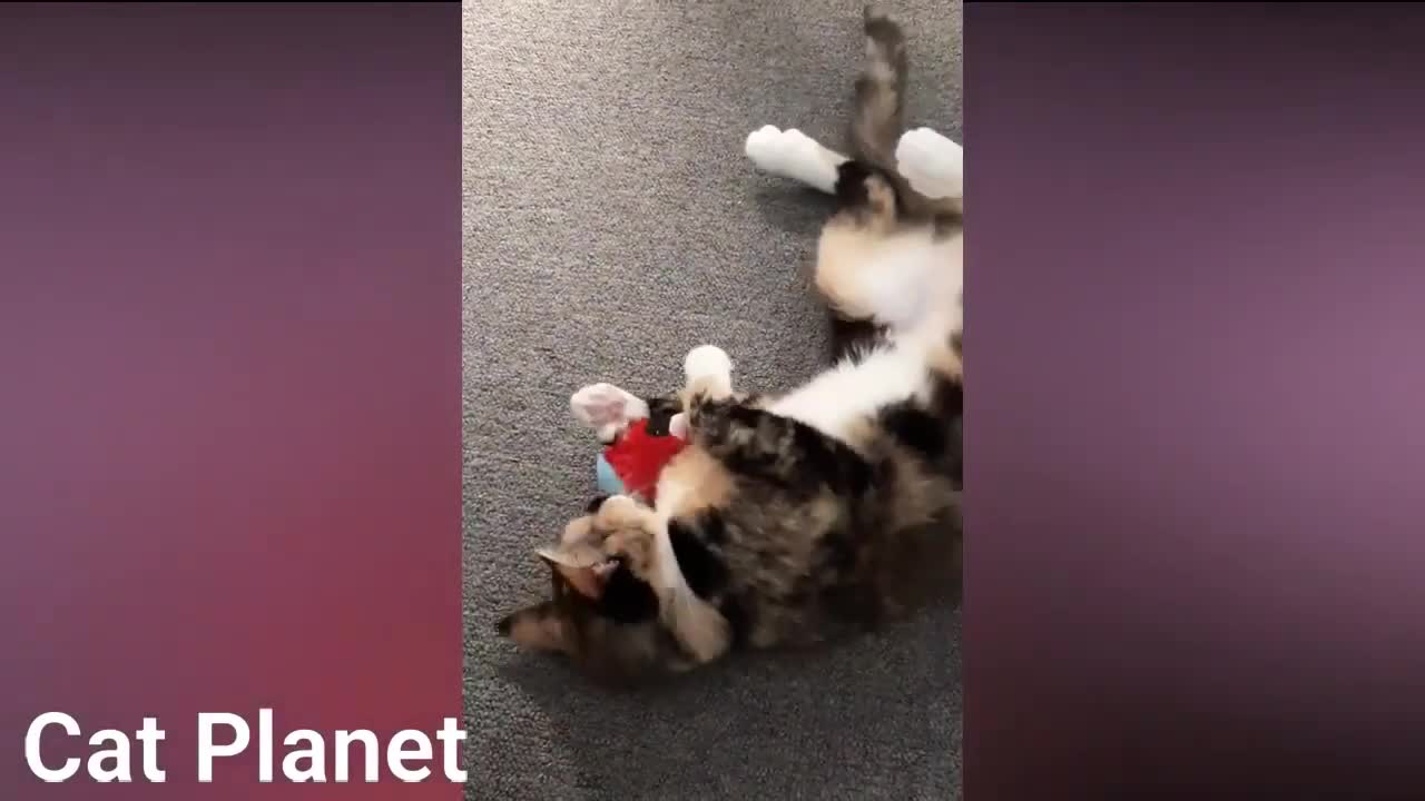 Funny Cat Videos Compile 2021