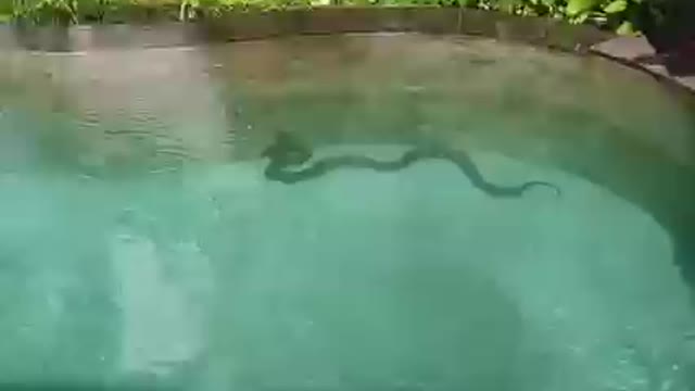 snake enters swimming pool in ubud bali