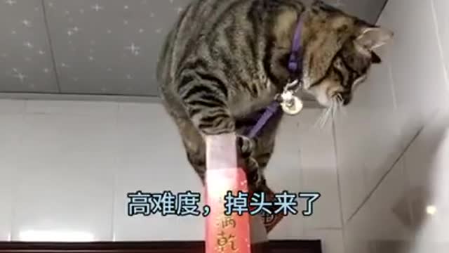 Funny cat videos 2021 | funny cats