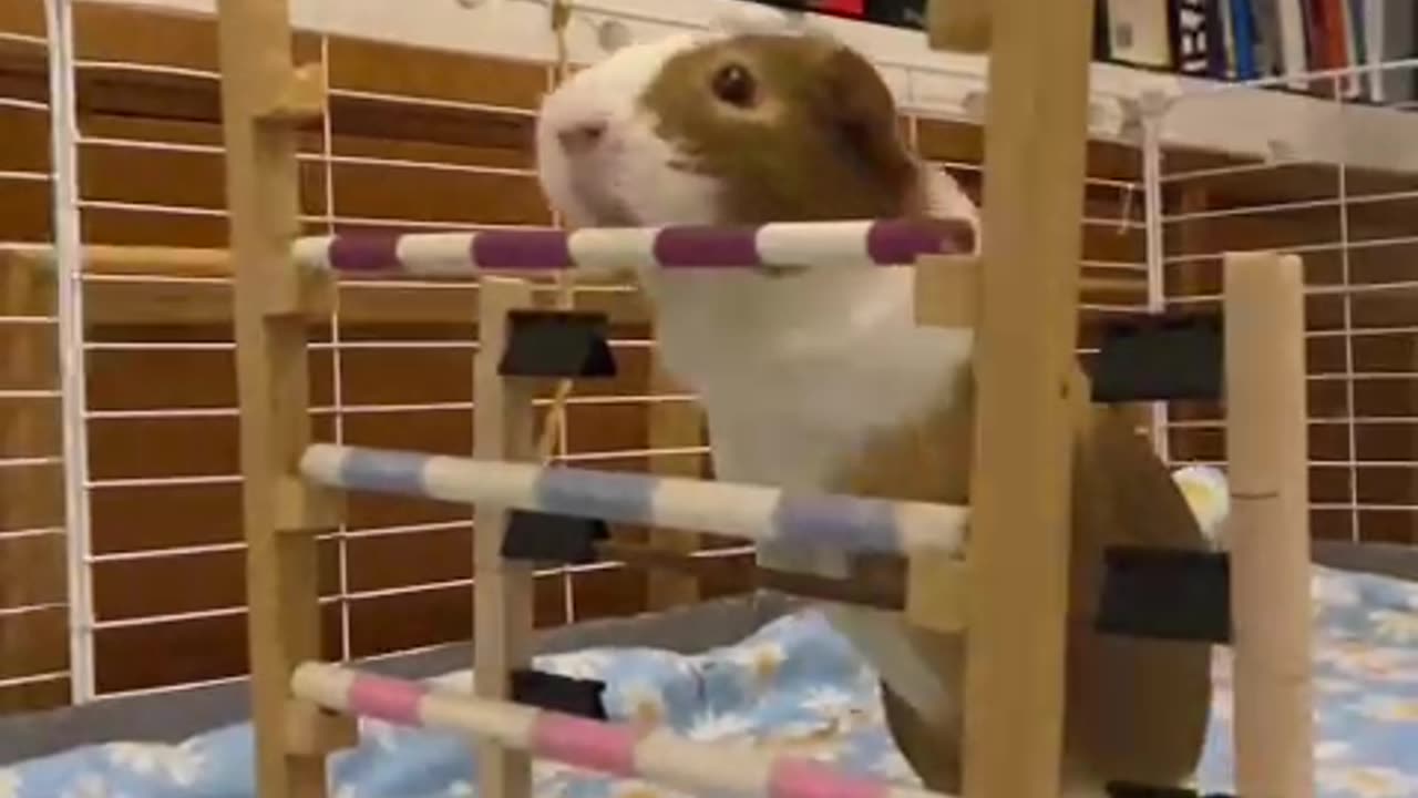 Record-Holding Guinea Pig Perfectly Clears Hurdle