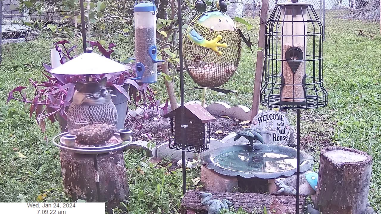 Florida Bird Feeder SWFL Live Camera HD