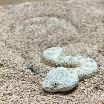 This snake buries itself in the sand.