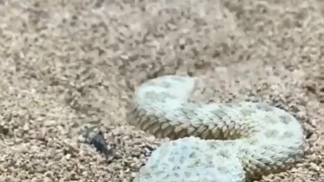 This snake buries itself in the sand.